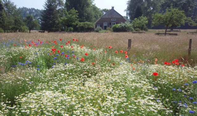 Natuurorganisaties willen dat karakteristiek Achterhoekse coulisselandschap behouden blijft. Foto: Natuurmonumenten/Jeanne Heekelaar