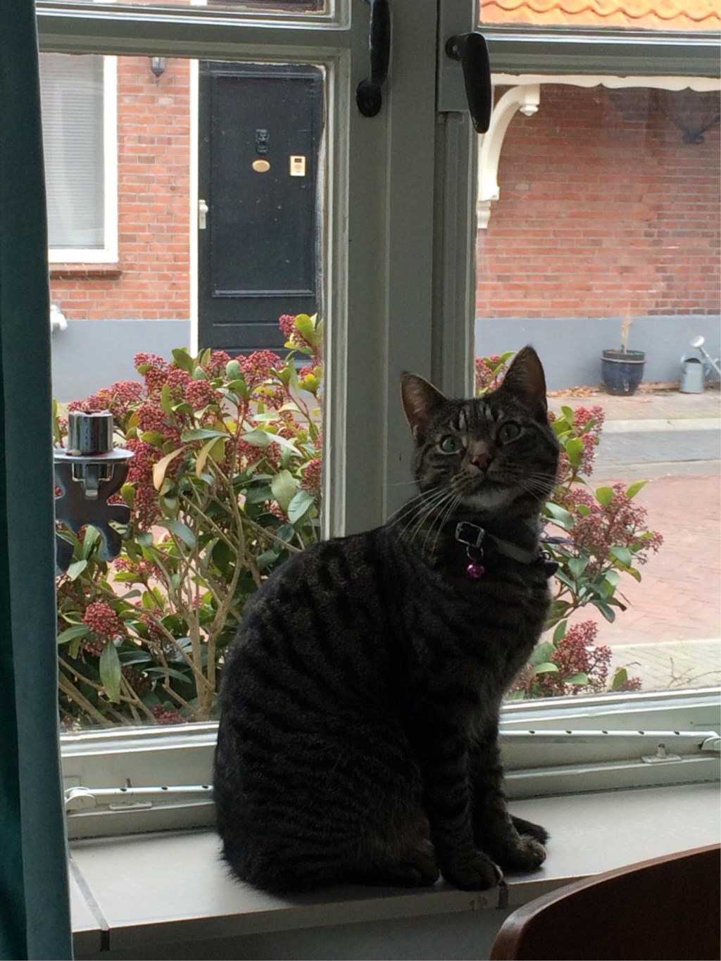 Wie heeft Paco gezien? Foto: PR