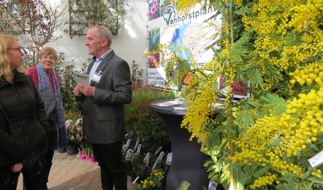 Mimosa geeft het ultieme voorjaars- en vakantiegevoel. Foto: Josée Gruwel