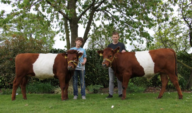 Sven (l.) en Rick Ruiterkamp doen met Lakenvelders mee aan de kalverkeuring. Foto: Liesbeth Spaansen