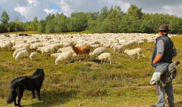 Zondag 22 april is het de dag van 'De Goede Herder'. Foto: PR