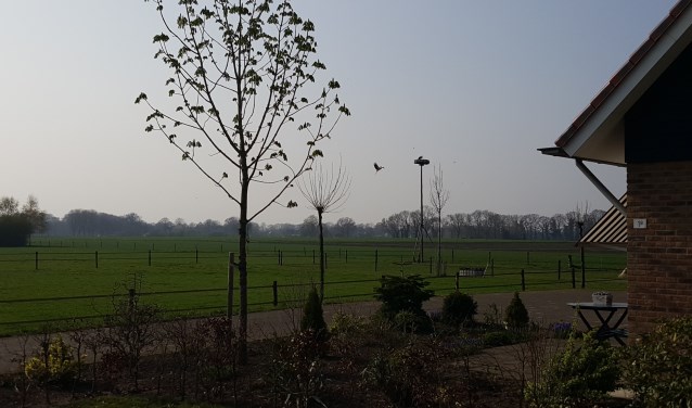 De ene ooievaar op het nest, de andere vliegt net aan. Foto: André Veldhuis
