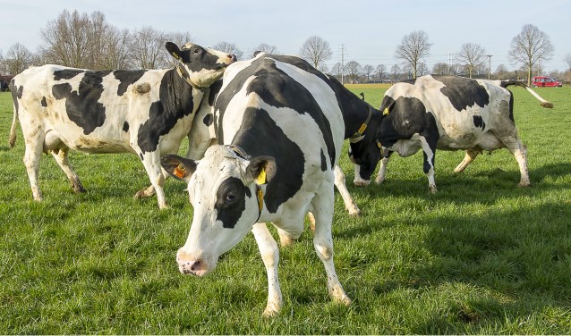 De koeien van Bongers zijn dolblij tijdens de eerste weidegang. Foto: Henk van Raaij