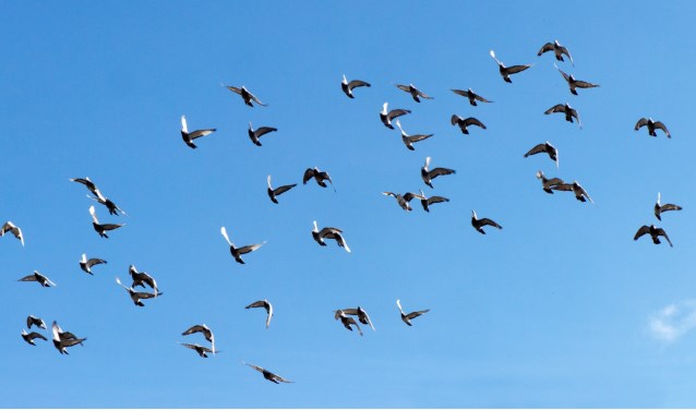 De duiven zijn begonnen aan hun terugreis. Foto: Robert Borneman
