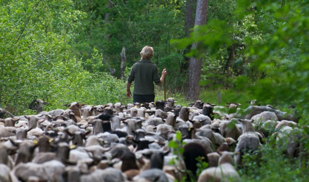 Ruim 200 schapen gaan met circa 230 lammetjes voor het eerst na de lammertijd richting de hei. Foto: PR
