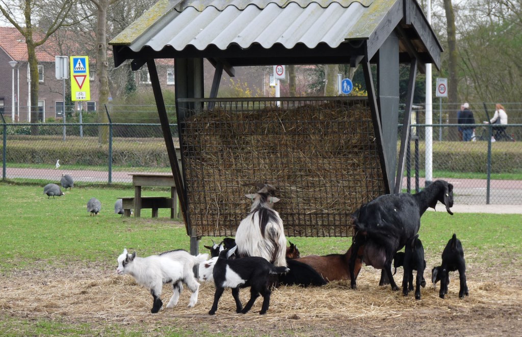Geitjes bij dierenweide 't Spiker. Foto: PR
