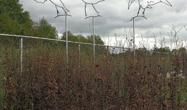 De plek op het sportpark waar de as kan worden verstrooid. Foto: PR
