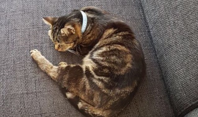 Poes Pip. Foto: PR