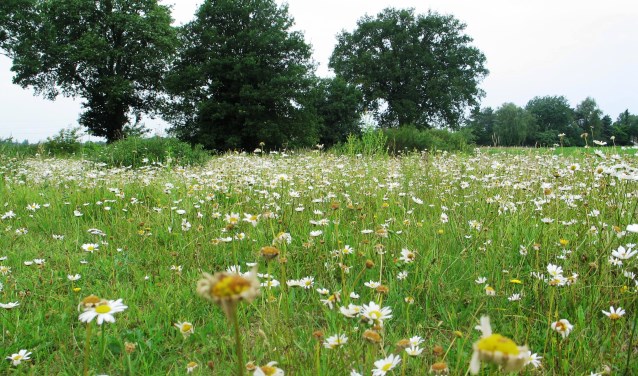 Bloemrijke weilanden zijn zeldzaam geworden. Foto: Bernhard Harfsterkamp
