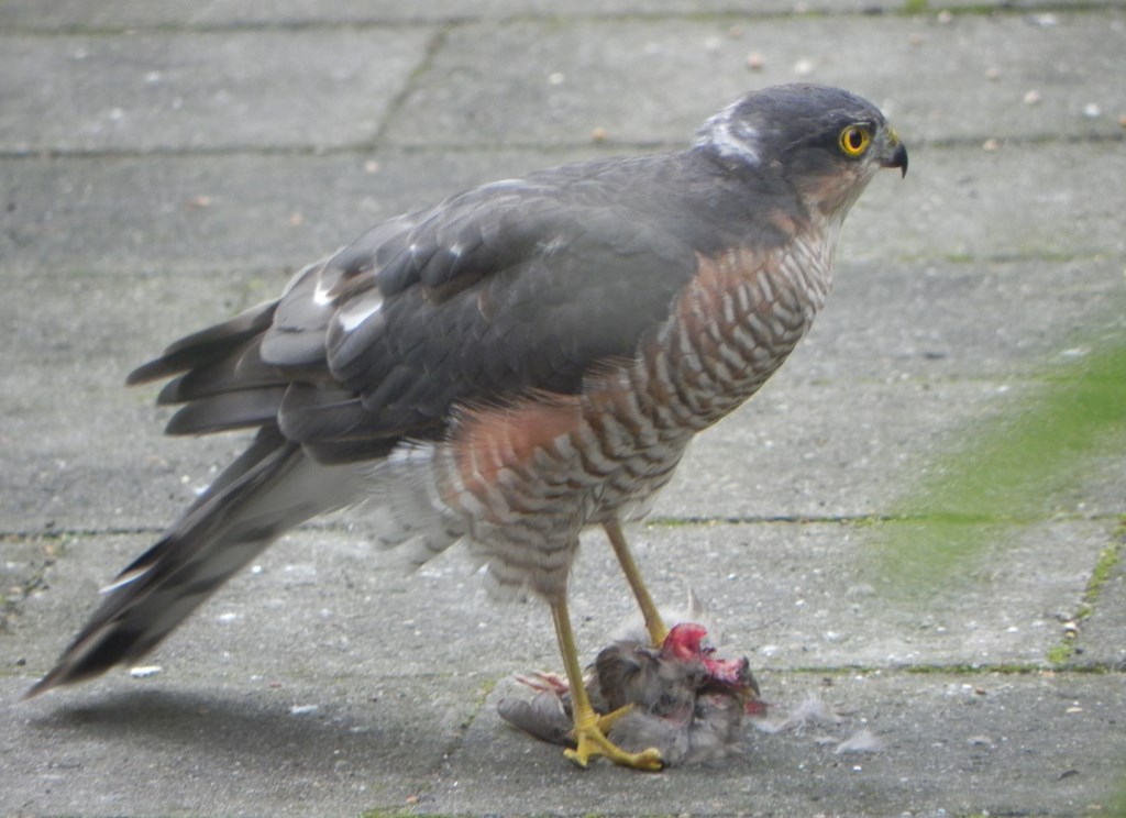 De Jonge Vogelaars hopen een sperwer te zien. Foto: PR