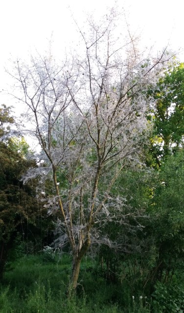 Verscheidene bomen zijn ten prooi gevallen aan de spinselmot of stippenmot-rupsen. Foto: Gelderse Post