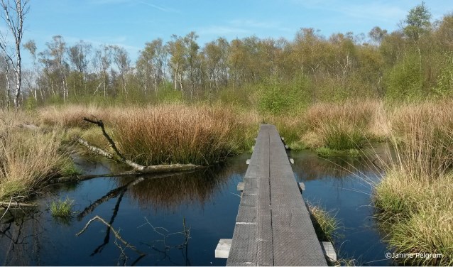 Het Wooldse Veen. Foto; PR