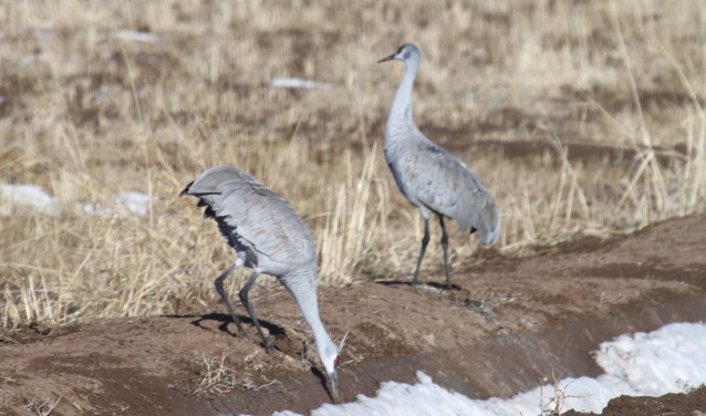 Kraanvogels, hier in een vogelopvang in Soccorro, New Mexico. Foto: E. Hoffman