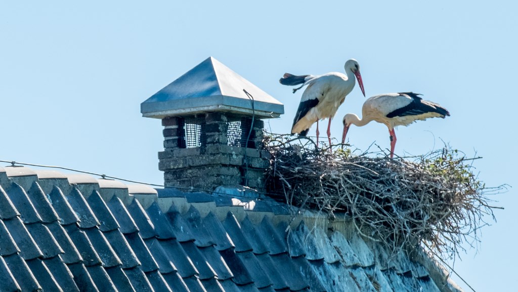 Honkvaste ooievaars nestelen nu naast de schoorsteen. Foto: Burry van den Brink