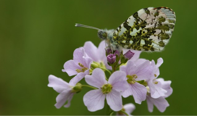 Het oranjetipje en de pinksterbloem zijn een bekende combinatie. Foto: Jan Stonks