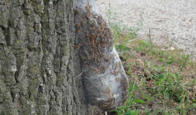 Het nest langs het pad bij de Voornekamp. Foto: PR