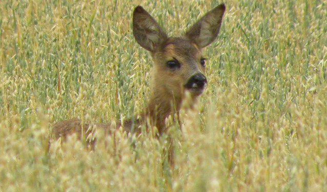 Allerlei dieren verstoppen zich in de akkers, zoals dit reekalfje. Foto: Ben Walet - Natuurmonumenten