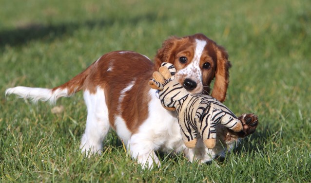 De puppycursus is belangrijk voor een jong hondje. Foto: Ria van Middelaar