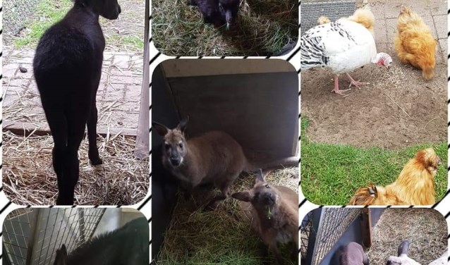 Genieten van jonge dieren in het dierenpark in Groenlo. Foto: PR