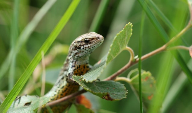 Een levendbarende hagedis. Foto: Judith Bouma - Natuurmonumenten