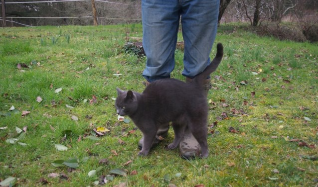 Bagheera. Foto: PR