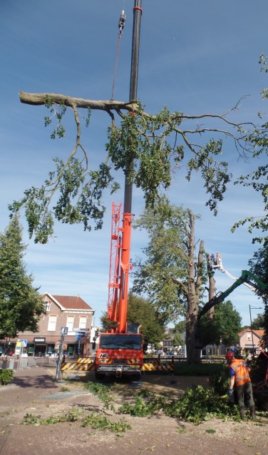 Medewerkers van Boomverzorging Zelhem 'velden' met behulp van een hoogwerker van Hoftijzer uit Aalten de markante kastanjeboom. Foto: Jan Hendriksen