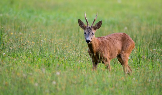 Foto: Natuurmonumenten/M. van Vorstenbosch