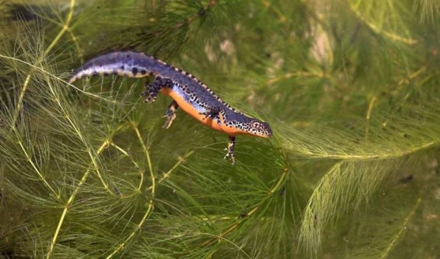 Watersalamander voelt zich thuis in een poel. Foto: PR