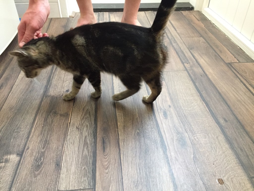 Tommie is Cypers met donkere flanken. Foto: PR