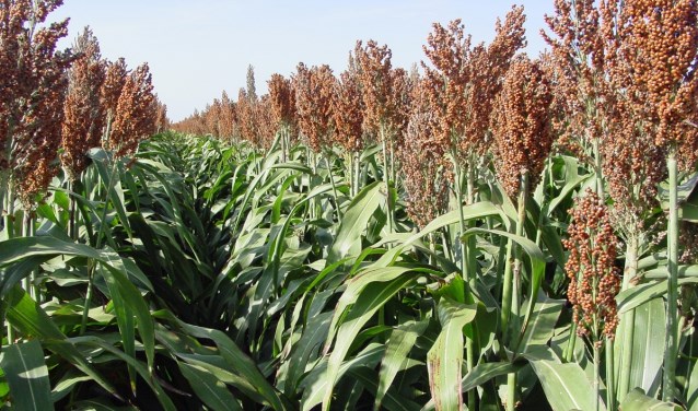 Het tropisch graangewas Sorghum geeft tot nu positief resultaat. Foto: PR Covik