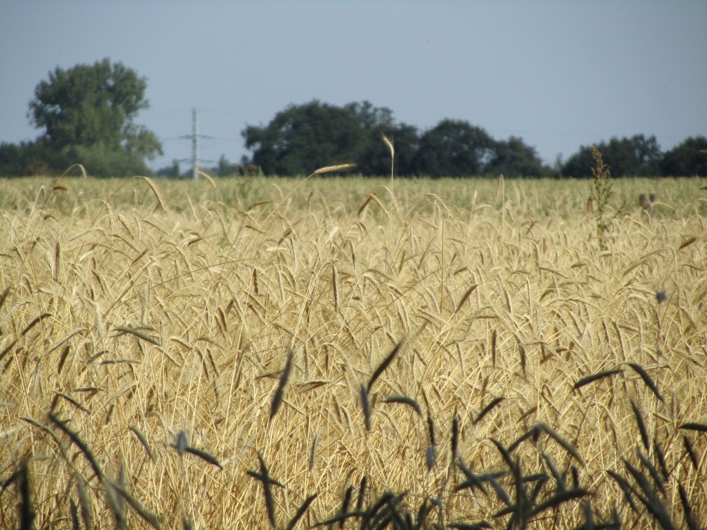 Het graanveld voor me. Foto: Bernhard Harfsterkamp