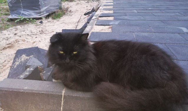 Ricky wordt vermist op de Boterdijk in Aalten. Foto: PR