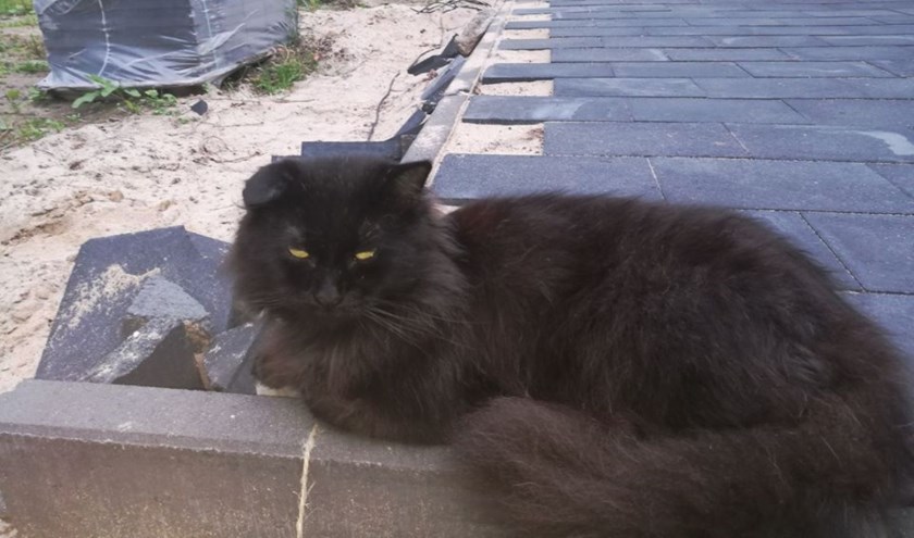 Ricky wordt vermist op de Boterdijk in Aalten. Foto: PR