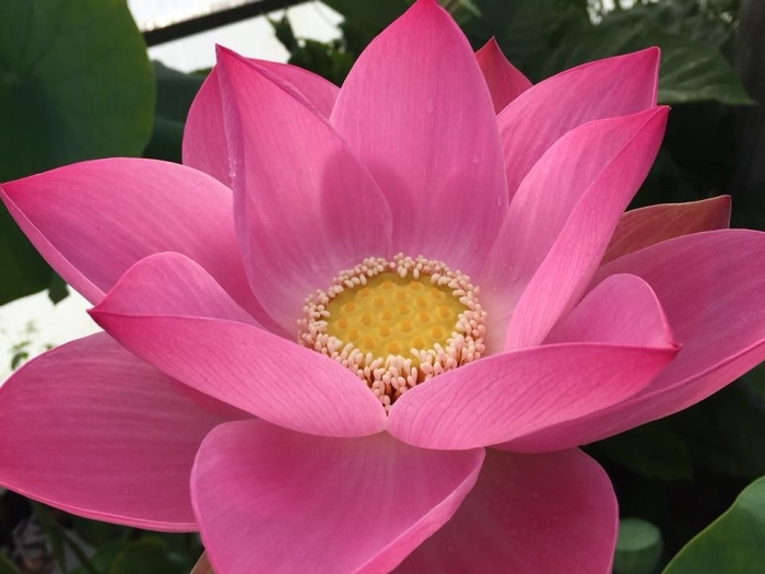 Nelumbo 'Robbert's Perfect Pink' een heilige lotus bloem