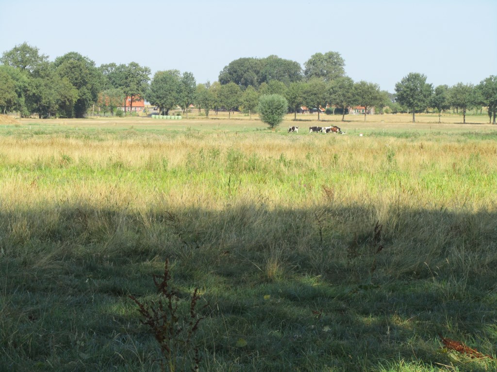 Uitzicht vanaf het bankje aan de Goordiek. Foto: Bernhard Harfsterkamp
