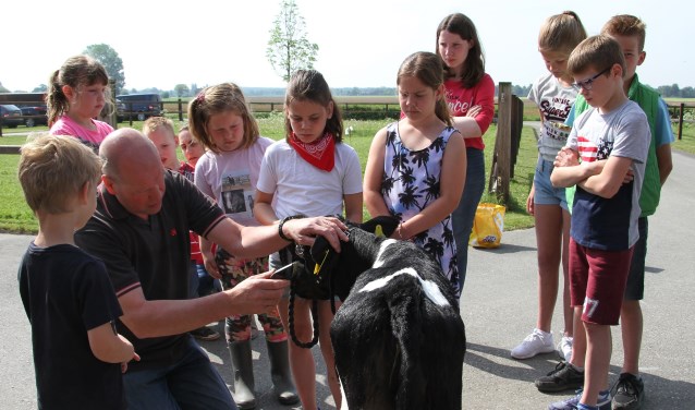 Bij de familie Wiltink in Toldijk kregen de kinderen instructie over de kalveropfokclub-wedstrijd, zoals het toiletteren. Foto: Liesbeth Spaansen