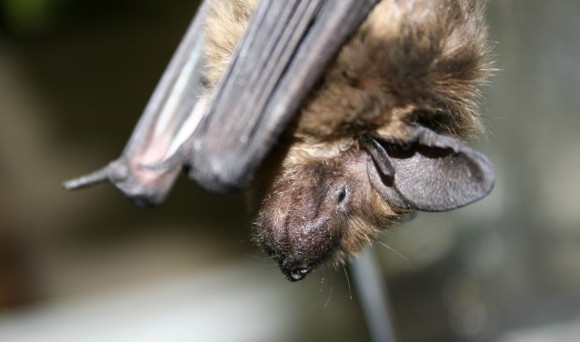 Een vleermuis. Foto: Natuurmonumenten - J. Mercelissen