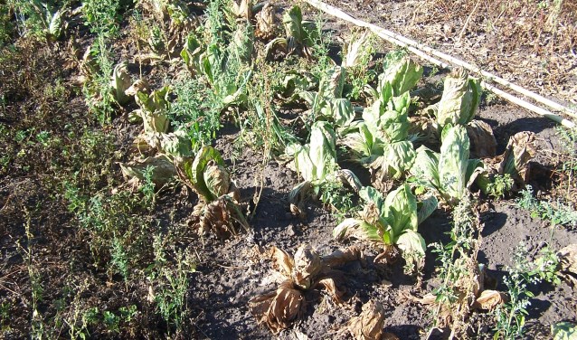 De Bioakker met mislukte teelt van sla door extreem hoge temperaturen. Foto: PR