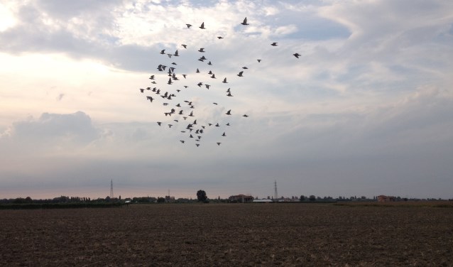 De duiven beginnen aan hun thuisreis. Foto: Robert Borneman