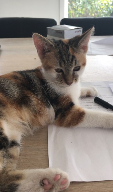 Het vermiste poesje uit Meddo. Foto: PR