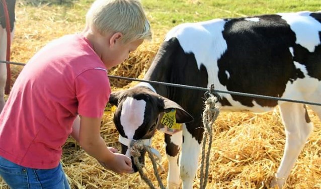 Jonge kinderen tonen hun kalf op de Fokveedag. Foto: PR