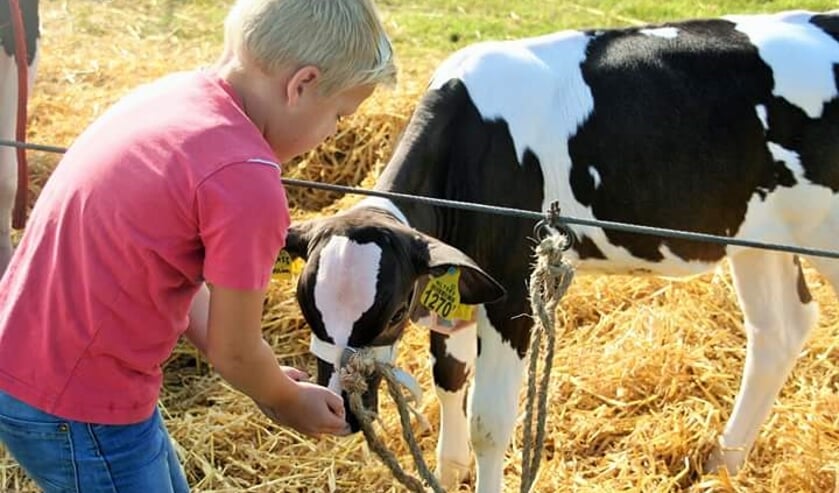 Jonge kinderen tonen hun kalf op de Fokveedag. Foto: PR
