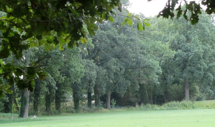 Links in de verte het Nannielaantje. Foto: Bernhard Harfsterkamp
