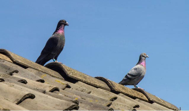 Duiven komen terug op het hok. Foto: Robert Borneman