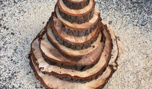 De schijven die in doorsnede variëren in afmetingen van tien tot zestig centimeter kan men thuis laten drogen en bijvoorbeeld verder bewerken tot onderzetters of een brood/kaasplank. Foto: PR.