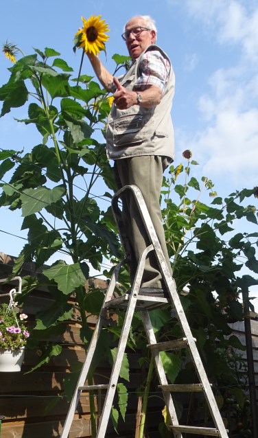 Zonneboom Violen-Meijer 3.40 meter hoog. Foto: Pauline Redlich