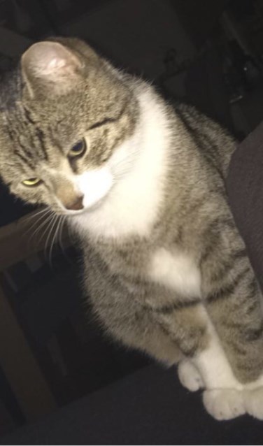 De vermiste kater Klinker. Foto: PR