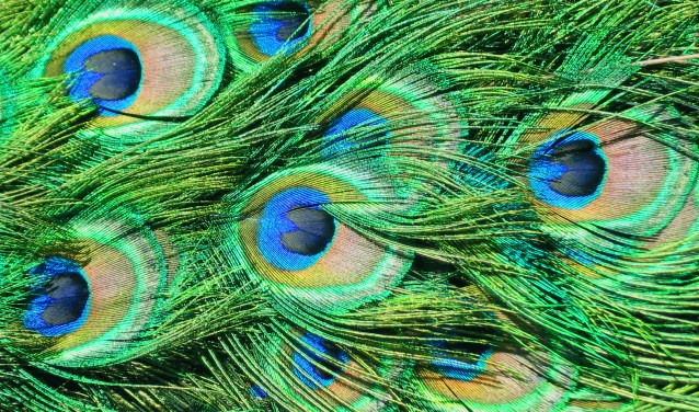 Kinderboerderij Engbergen viert eerste lustrum en is trots als een pauw. Foto: PR