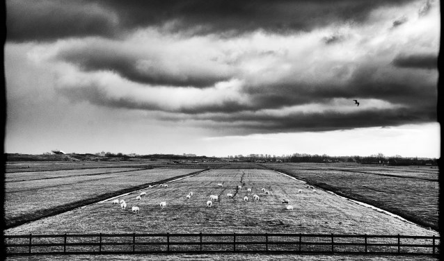 Een van de werken van Gregory Herpe. Foto: PR