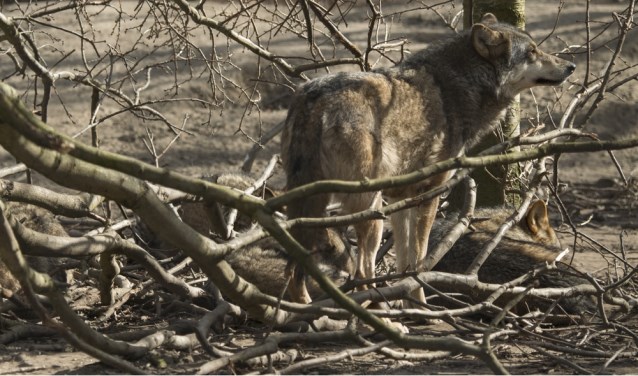 Thema-avond over de wolf. Foto: Hugh Jansman